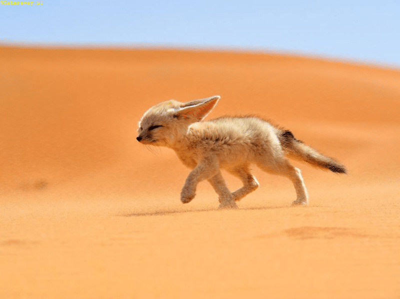 desertfox