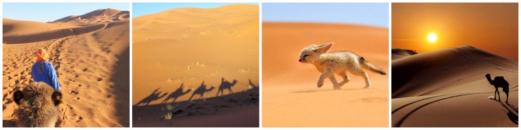 Impressie 4-daagse rondreis Marrakech - - kamelentocht - woestijnvosje - zonsondergang