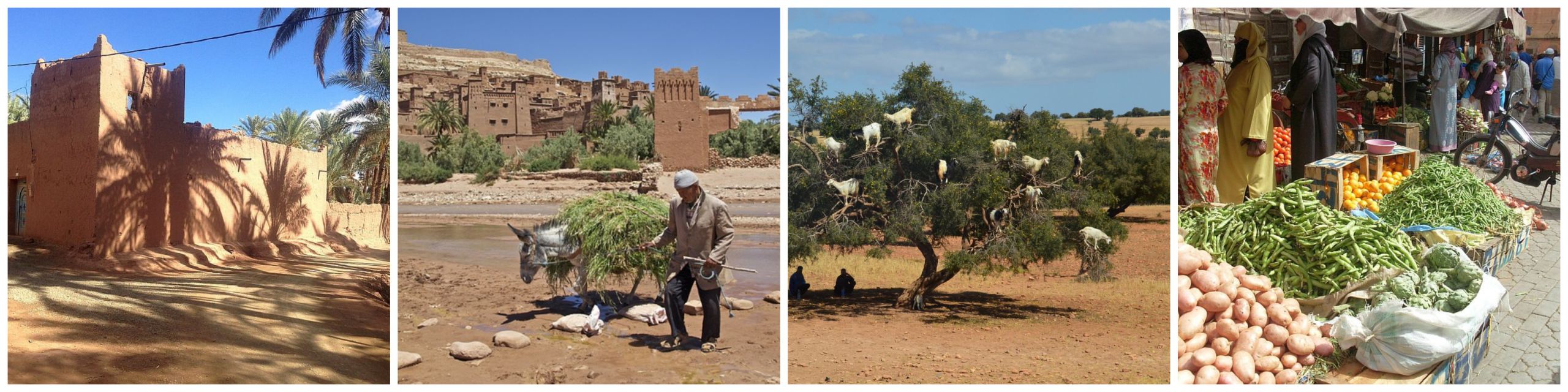 4-daagse rondreis Agadir, colllage kasbah, Ait Ben Haddou, geiten in boom, souk