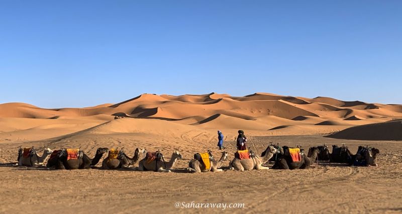 dromedarissen en berbers in de woestijn een reden voor een rondreis met saharaway